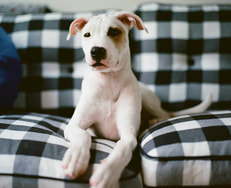 Dog picture