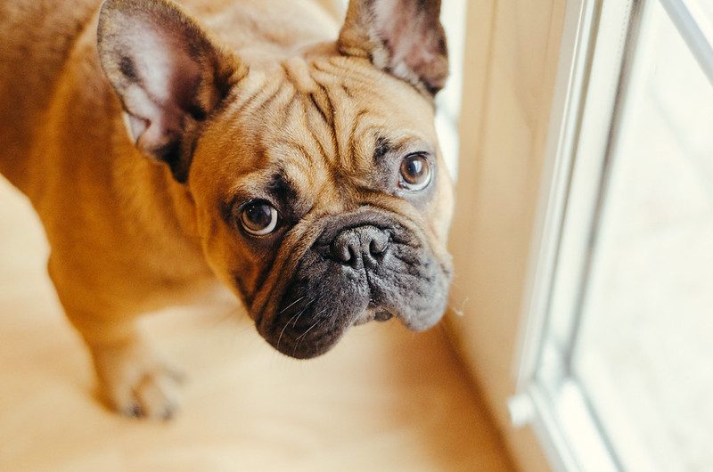 dog