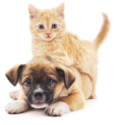 cat and dog